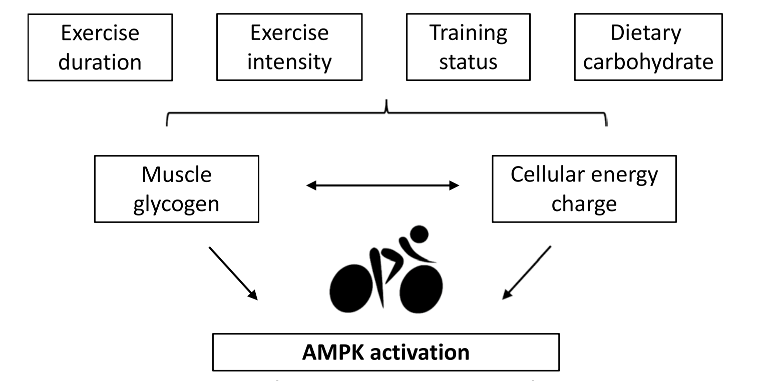 Factors influencing Endurance training adaptation